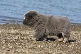 DOGUE DU TIBET 095